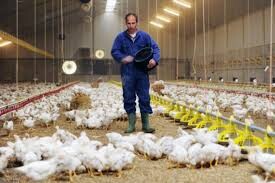 صادرات، راهکار کاهش لطمه به صنعت تولید گوشت سفید
