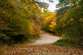 ایران زیباست؛ پارک جنگلی ساری