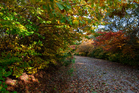 ایران زیباست؛ پارک جنگلی ساری