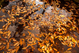 ایران زیباست؛ پارک جنگلی ساری