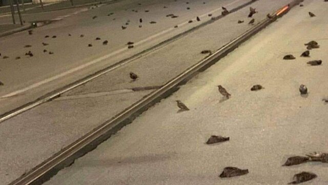 آتش بازی شب سال نو میلادی عامل تلف شدن صدها پرنده در ایتالیا