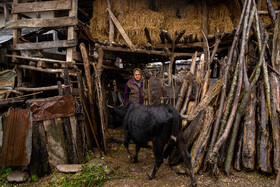 با وجود همه سختی‌های به وجود آمده پس از احداث سد البرز، زندگی سنتی مردمان روستای اسبوکلا جریان دارد.