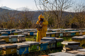 آقای سلیمانی از ساکنین «روستای اسبوکلا» در حال رسیدگی به زنبورها و تهیه عسل است. شغل اصلی آقا مصطفی زنبورداری است و بعد از مطرح شدن طرح تخلیه روستا، نمی‌داند کلنی های زنبور را کجا اسکان دهد تا بتواند مخارج زندگی و خانواده اش را تامین کند.