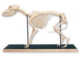 مرور سه بعدی اسکلت اندام قدامی در حیوانات اهلی