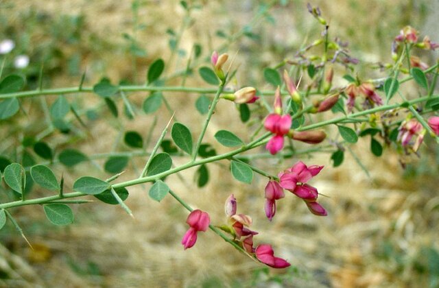 خواص دارویی ترنجبین؛ از درمان سرفه‌های خشک تا تحریک سیستم ایمنی بدن