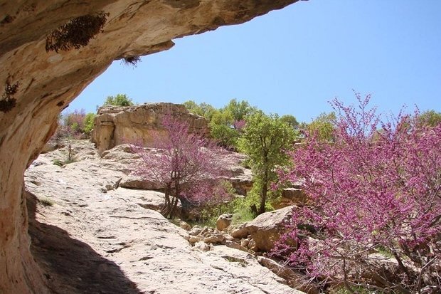 "ارغوان" عروس زاگرس می خشکد؟