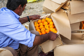 آغاز واردات ۵۰۰۰ تن نارنگی پاکستانی به کشور