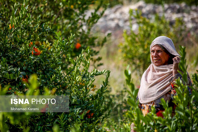 برداشت ۲۶٠٠ تن میوه کنار از باغات شهرستان راسک سیستان وبلوچستان