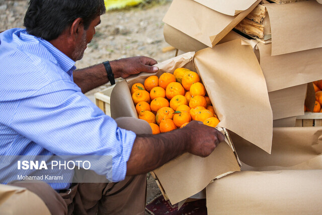 آغاز واردات ۵۰۰۰ تن نارنگی پاکستانی به کشور
