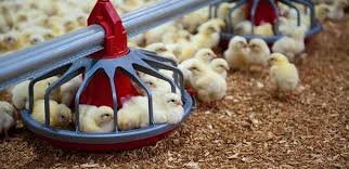 وبینار «مدیریت پرورش و تغذیه جوجه پس از هچ» برگزار می‌شود