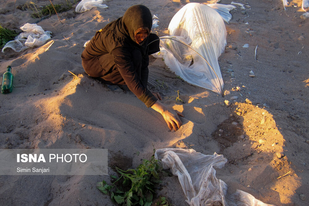 Damages of sand storm to farmlands of Kerman