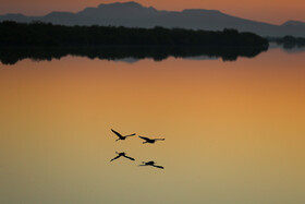 انواع گوناگون پرندگان، آبزیان و دوزیستان نظیر انواع مارهای دریایی و ماهیها و همین طور لاکپشتها در این منطقه ساکن هستند. ۸۰ درصد از آبزیان دریای خلیج فارس در این منطقه تخمریزی میکنند.