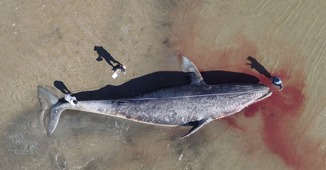 نهنگ‌های خاکستری از گرسنگی در حال مرگ هستند
