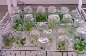 برگزاری وبینار کشت بافت گیاهی