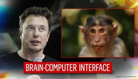 میمون‌ ما می‌تواند بازی کامپیوتری انجام دهد!