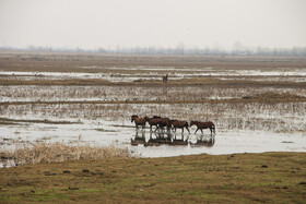 سطح آب تالاب «انزلی» آنقدر کاهش پیدا کرده که بخشی از مساحت تالاب که در گذشته با آب پوشیده شده بود و محل عبور قایق ها بود امروز چراگاه حیوانات شده است.