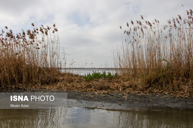 تالابها قابل واگذاری نیستند/ سند تالاب انزلی اصلاح میشود تالابها قابل واگذاری نیستند/ سند تالاب انزلی اصلاح میشود