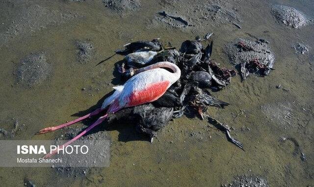 «تلفات پرندگان در میانکاله: بوتولیسم یا خیر؟»