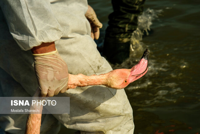 مرگ ۱۵ هزار پرنده مهاجر در میانکاله/خلیج گرگان لایروبی میشود مرگ ۱۵ هزار پرنده مهاجر در میانکاله/خلیج گرگان لایروبی میشود