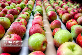 علت افزایش قیمت سیب، افزایش صادرات به کشورهای دیگر است