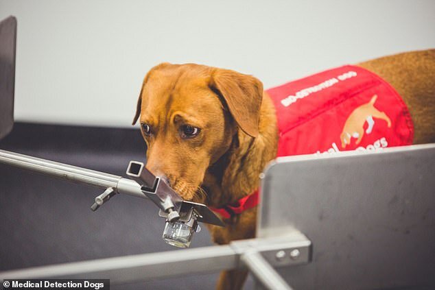 هوش مصنوعی جایگزین حس بویایی سگ‌ها می‌شود
