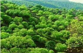 علل کاهش سطح جنگل‌ها 