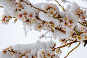 برف و شکوفه‌های بادام - شهرستان سامان