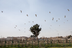 بوستان مینیاتور در  منطقه بیست تهران