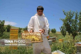 وبینار علمی «کارایی اقتصادی تولید عسل طبیعی»