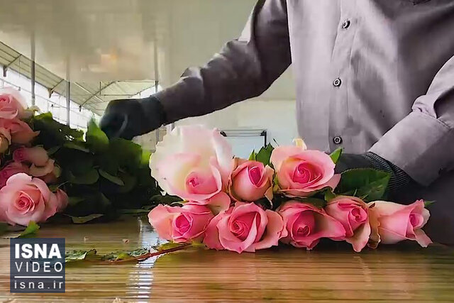 ویدئو / شهر گل در قلب خوزستان