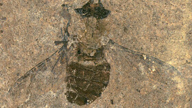کشف فسیل ۴۷ میلیون ساله یک مگس با شکمی پر از گرده
