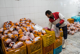 گرانفروشی مرغ ربطی به وزارت جهاد کشاورزی ندارد/ کمبودی در تولید مرغ نداریم