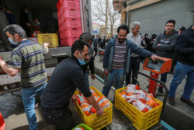 مرغ تنظیم بازار در فروشگاه‌های بوشهر توزیع می‌شود