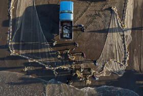 صیادان پای تور صید مشغول جمع آوری ماهی هستند