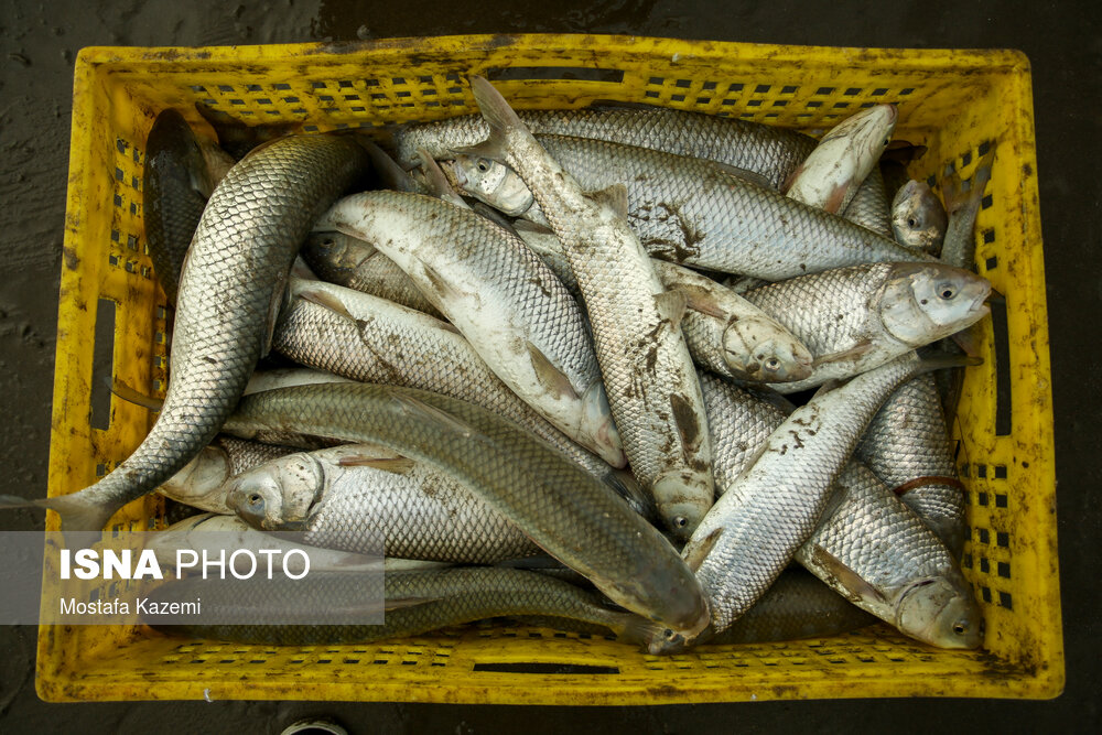 کدام روش پخت باعث کاهش فلزات سنگین در ماهی‌های دریای خزر می‌شود؟