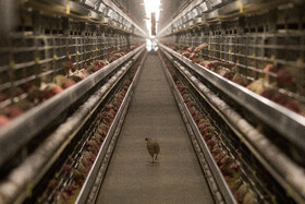 ضرر ۱۰ هزار تومانی مرغداران در فروش هر کیلو تخم‌مرغ/ سهمیه‌بندی نهاده در بازارگاه