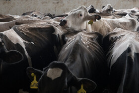 بازدید معاون اول رییس‌جمهور از یک واحد تولیدی تخم‌مرغ و یک دامداری در شهرستان ری