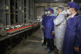 بازدید معاون اول رییس‌جمهور از یک واحد تولیدی تخم‌مرغ و یک دامداری در شهرستان ری