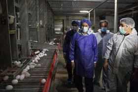 بازدید معاون اول رییس‌جمهور از یک واحد تولیدی تخم‌مرغ و یک دامداری در شهرستان ری