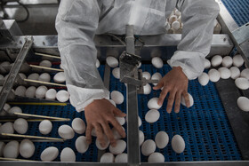 از رشد تولید تخم‌مرغ در قزوین تا اخطار مجلس به وزیر جهاد کشاورزی