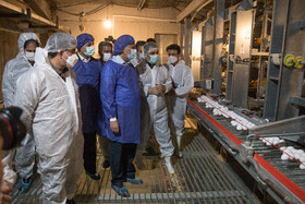 بازدید معاون اول رییس‌جمهور از یک واحد تولیدی تخم‌مرغ و یک دامداری در شهرستان ری