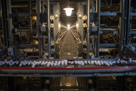 بازدید معاون اول رییس‌جمهور از یک واحد تولیدی تخم‌مرغ و یک دامداری در شهرستان ری