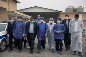 بازدید معاون اول رییس‌جمهور از یک واحد تولیدی تخم‌مرغ و یک دامداری در شهرستان ری