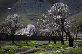 شکوفه های بهاری همدان 