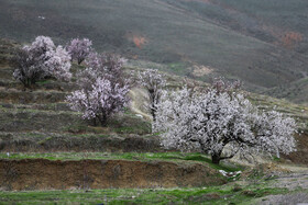 شکوفه های بهاری همدان 