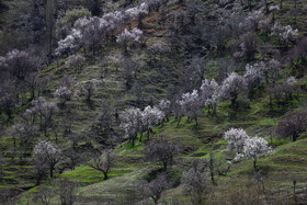 شکوفه های بهاری همدان 