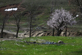 شکوفه های بهاری همدان 