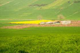 کاشت گندم به جای کلزا