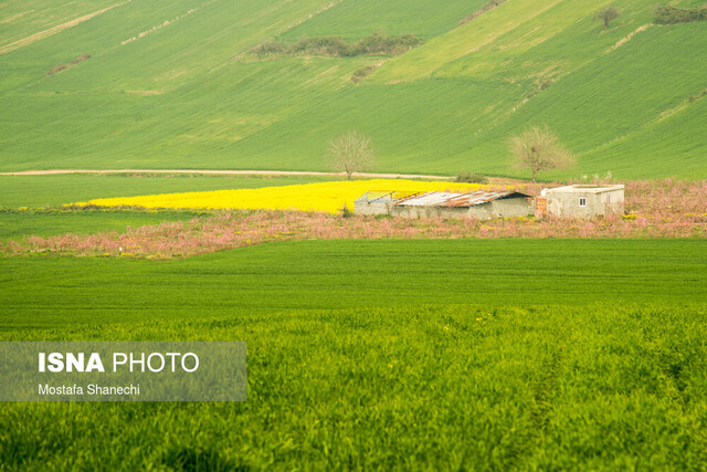 کشت ۸۵ هزار هکتاری گندم و کلزا در مازندران