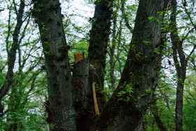 افزایش جریمه قطع درختان جنگلی پس از ۵۳ سال